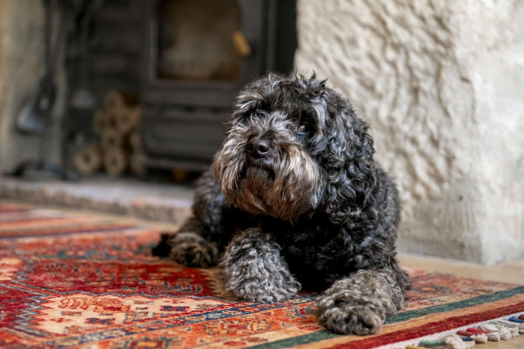 Jenny Wren Cottage Middleham Ngoại thất bức ảnh